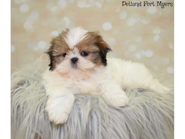 Shih Tzu DOG Female Brown & White 19875 Petland Fort Myers, Florida