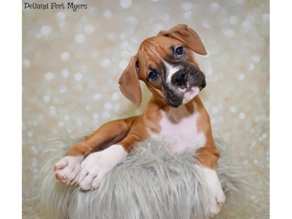 Boxer DOG Male Fawn & White 19873 Petland Fort Myers, Florida