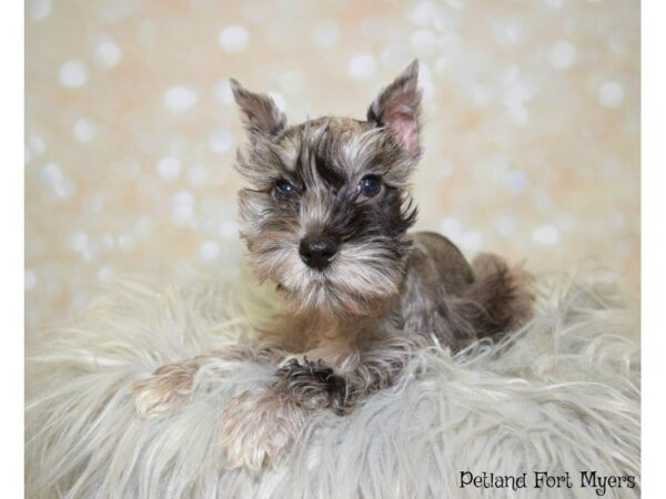 Miniature Schnauzer DOG Male Blue Merle 19916 Petland Fort Myers, Florida