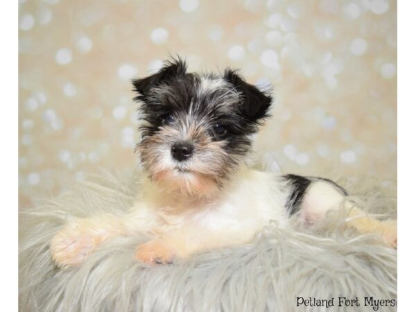 Miniature Schnauzer DOG Female Black & White Parti 19912 Petland Fort Myers, Florida