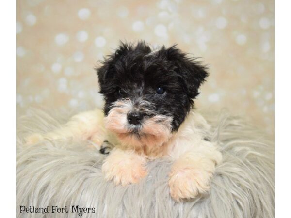 Miniature Schnauzer DOG Male Black & White Parti 19911 Petland Fort Myers, Florida