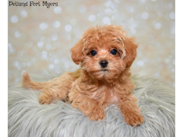 Maltipoo (Maltese/Poodle)-DOG-Female-Apricot-19910-Petland Fort Myers, Florida