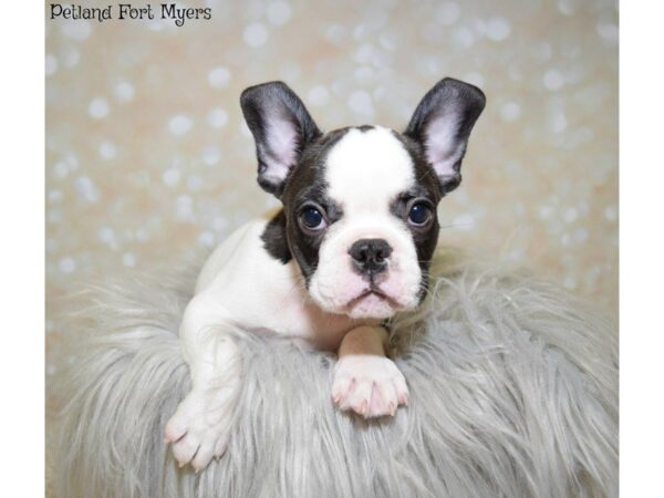 French Bulldog DOG Male Piebald 19906 Petland Fort Myers, Florida