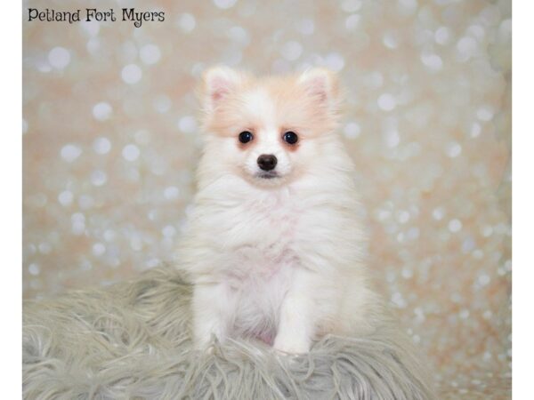 Pomeranian DOG Female Cream 19903 Petland Fort Myers, Florida