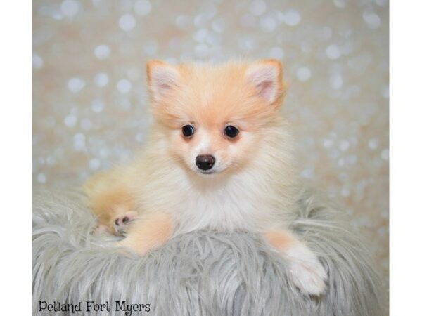 Pomeranian DOG Female Cream 19902 Petland Fort Myers, Florida