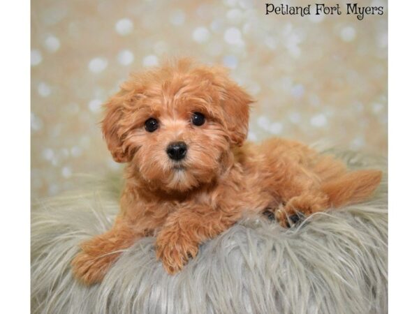 Maltipoo (Maltese/Poodle)-DOG-Male-Apricot-19909-Petland Fort Myers, Florida