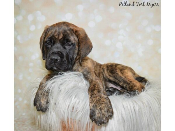 English Mastiff DOG Male Brindle 19931 Petland Fort Myers, Florida