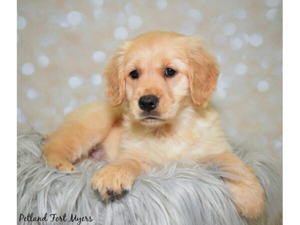 Golden Retriever DOG Female Golden 19929 Petland Fort Myers, Florida