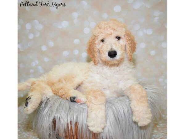 Goldendoodle 2nd Gen DOG Male Cream 19923 Petland Fort Myers, Florida