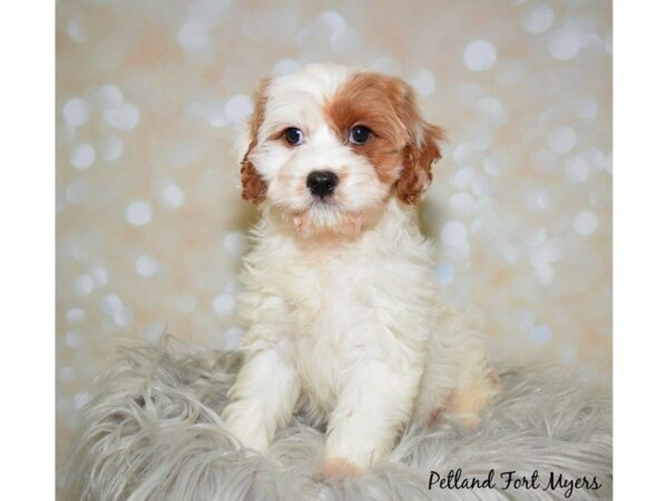 Cavalier/ Poodle DOG Male Blenheim 19919 Petland Fort Myers, Florida