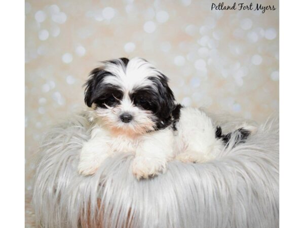 Maltese/Shih Tzu DOG Female White/Black/Parti 19918 Petland Fort Myers, Florida