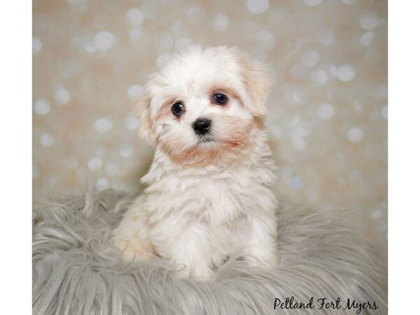 Maltese/Shih Tzu DOG Male White/Apricot/Parti 19917 Petland Fort Myers, Florida