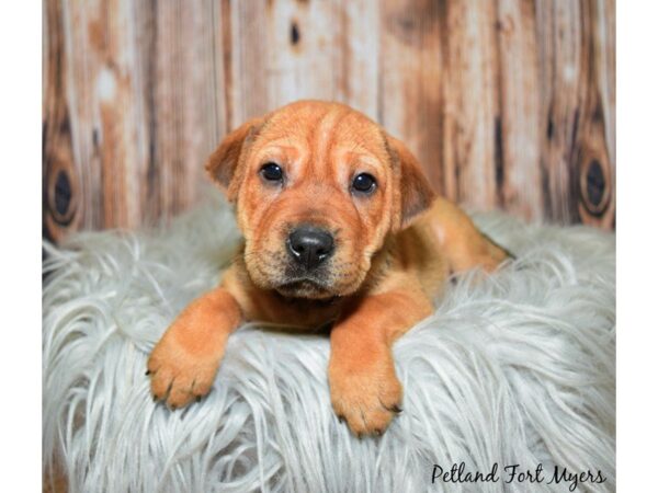 Shar Pei/Beagle-DOG-Female-Fawn-19946-Petland Fort Myers, Florida