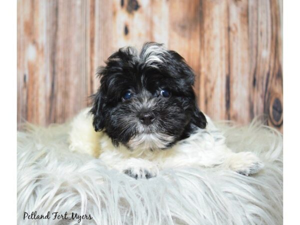 Havanese DOG Male Black/White & Parti 19945 Petland Fort Myers, Florida