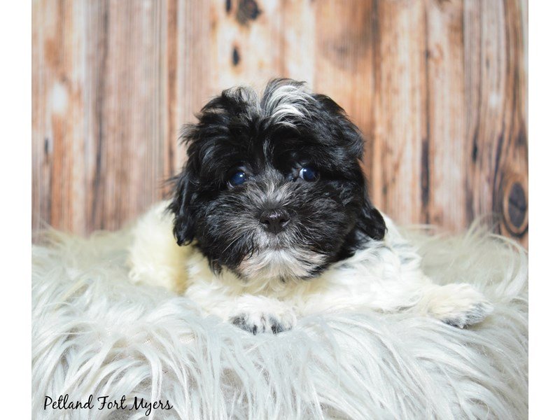 HavaneseDOGMaleBlack/White & Parti2576049Petland Fort Myers, Florida
