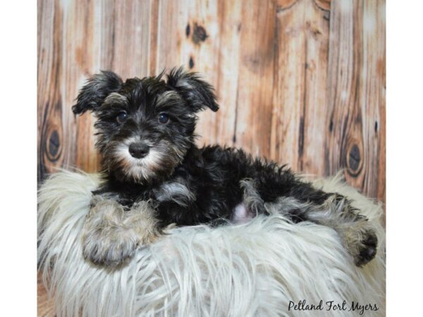 Miniature Schnauzer DOG Female Black & Silver 19944 Petland Fort Myers, Florida