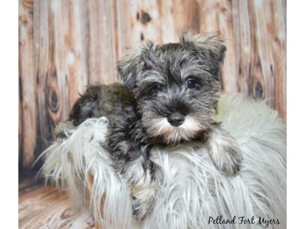 Miniature Schnauzer DOG Male Salt & Pepper 19943 Petland Fort Myers, Florida