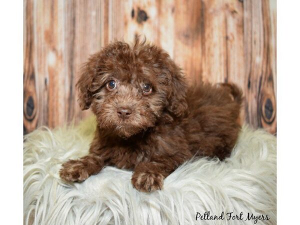 Poodle/Havanese DOG Female Chocolate 19942 Petland Fort Myers, Florida