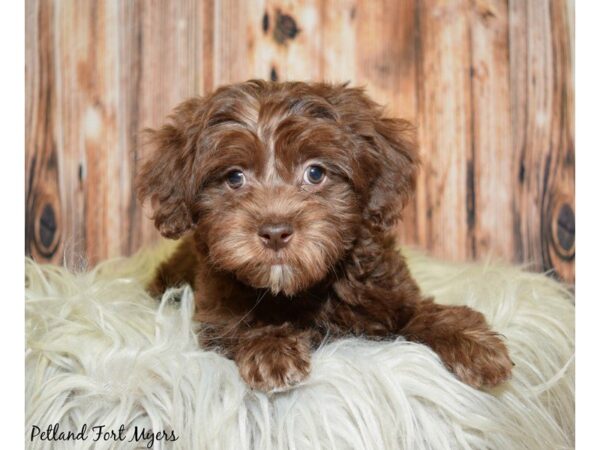 Poodle/Havanese DOG Male Chocolate 19941 Petland Fort Myers, Florida