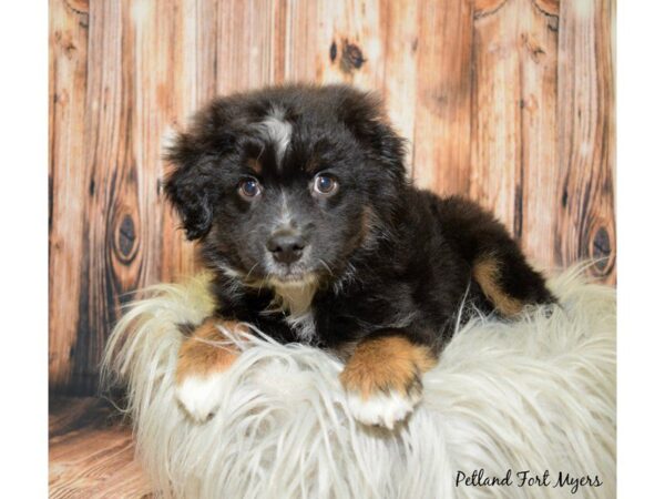 Miniature Australian Shepherd DOG Male Black Tri 19939 Petland Fort Myers, Florida