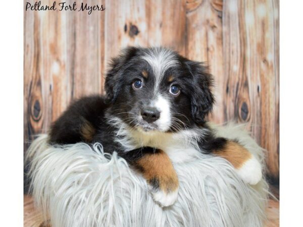 Miniature Australian Shepherd DOG Male Black Tri 19938 Petland Fort Myers, Florida