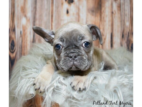 French Bulldog DOG Female Blue Fawn 19936 Petland Fort Myers, Florida