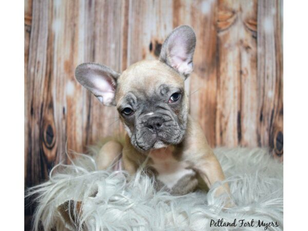 French Bulldog DOG Male Blue Fawn 19935 Petland Fort Myers, Florida