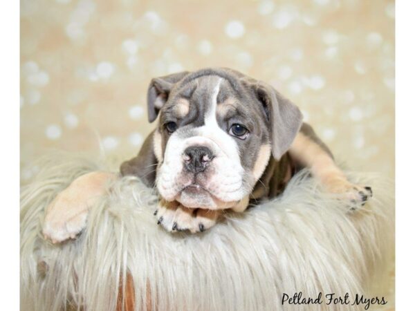 English Bulldog DOG Male Blue Tri 19947 Petland Fort Myers, Florida