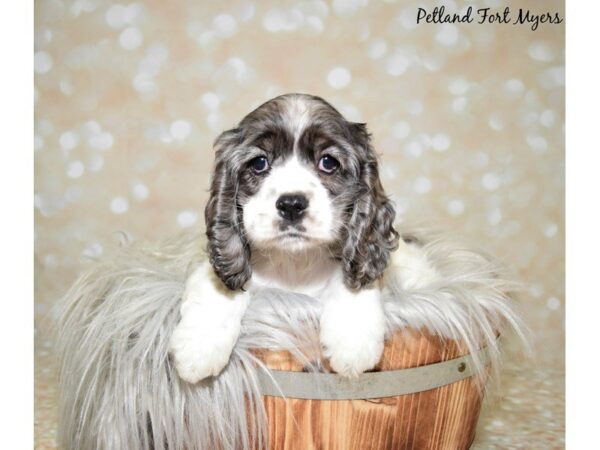 Cocker Spaniel DOG Female Blue & White 19974 Petland Fort Myers, Florida