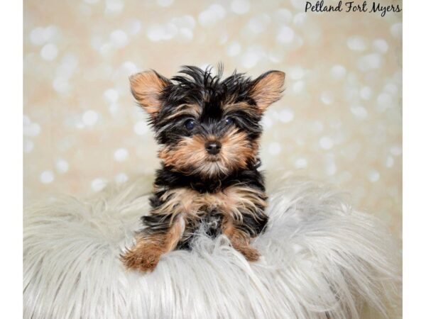 Yorkshire Terrier DOG Female Black & Tan 19972 Petland Fort Myers, Florida