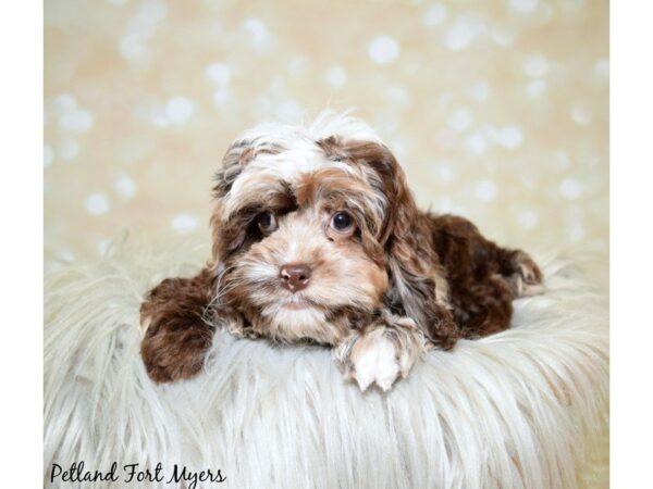 Poodle/Cocker Spaniel DOG Female Chocolate Merle 19969 Petland Fort Myers, Florida