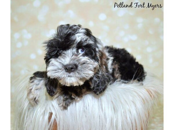 Poodle/Cocker Spaniel DOG Male Black Merle 19968 Petland Fort Myers, Florida