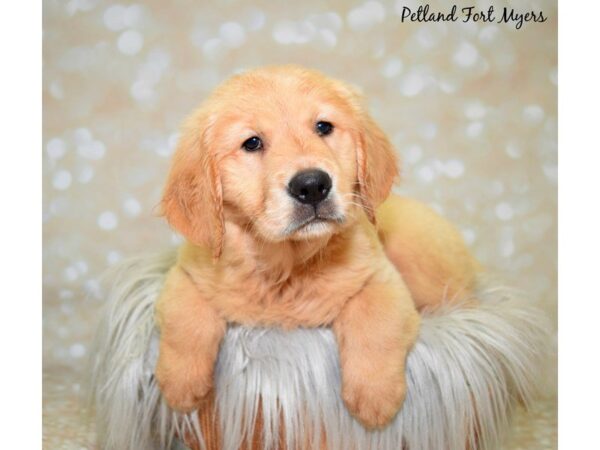 Golden Retriever DOG Female Golden 19962 Petland Fort Myers, Florida