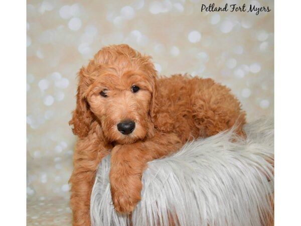 Goldendoodle 2nd Generation DOG Male Apricot 19960 Petland Fort Myers, Florida