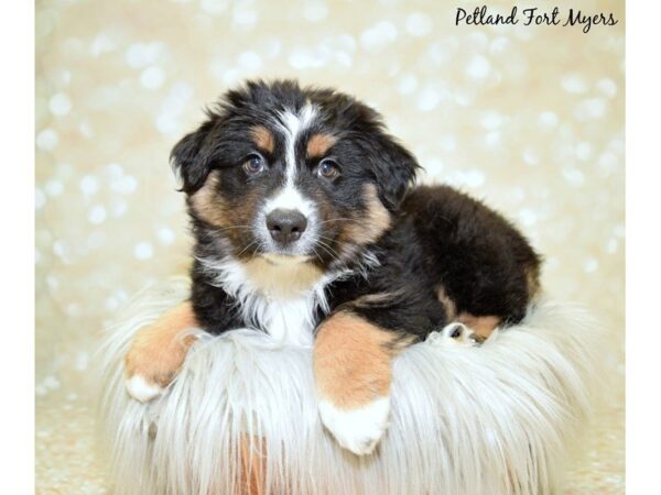 Miniature Australian Shepherd DOG Male Tri 19961 Petland Fort Myers, Florida