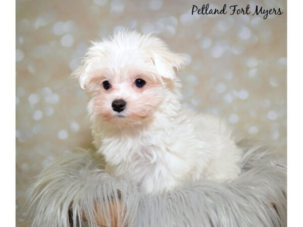 Maltese DOG Female White 19958 Petland Fort Myers, Florida