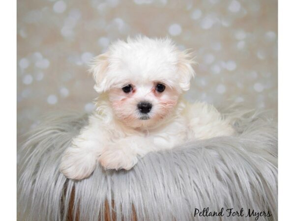 Maltese DOG Male White 19957 Petland Fort Myers, Florida