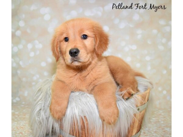 Golden Retriever DOG Male Red 19955 Petland Fort Myers, Florida