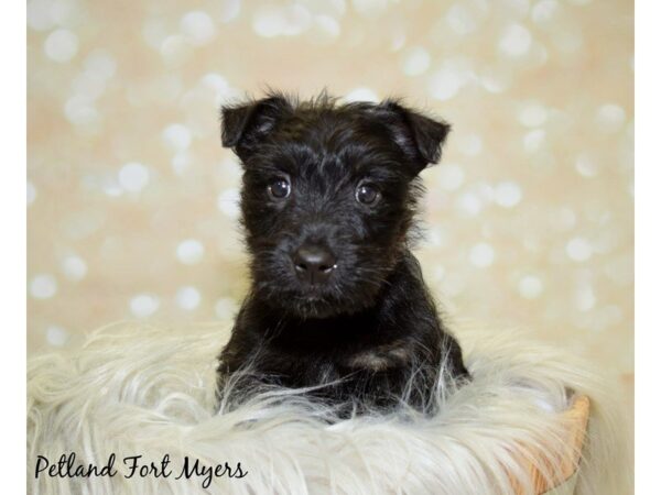 Scottish Terrier DOG Female Black Brindle 19952 Petland Fort Myers, Florida