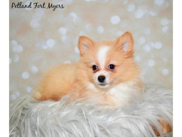 Pomeranian DOG Male Orange 19951 Petland Fort Myers, Florida