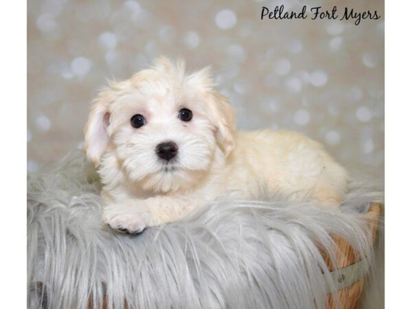 Havanese DOG Female Cream 19950 Petland Fort Myers, Florida