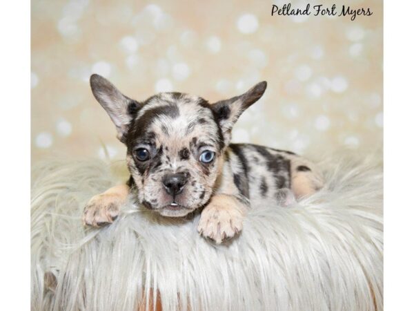 French Bulldog DOG Male Black/Tri/Merle 19949 Petland Fort Myers, Florida