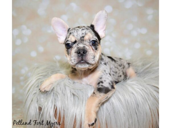 French Bulldog DOG Male Black/Tri/Merle 19948 Petland Fort Myers, Florida