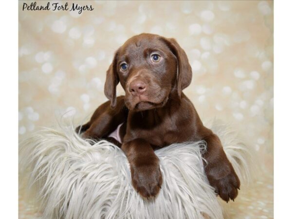 Labrador Retriever DOG Female Chocolate 19999 Petland Fort Myers, Florida