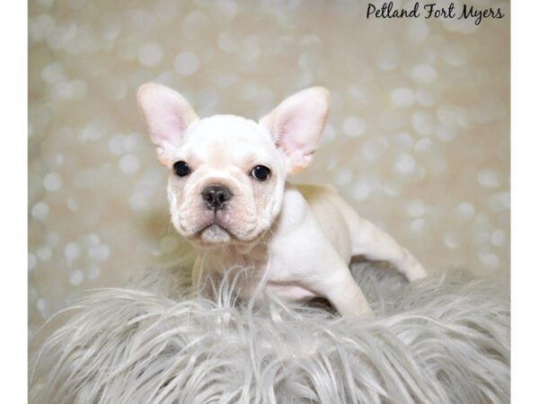 French Bulldog DOG Female Cream 19998 Petland Fort Myers, Florida