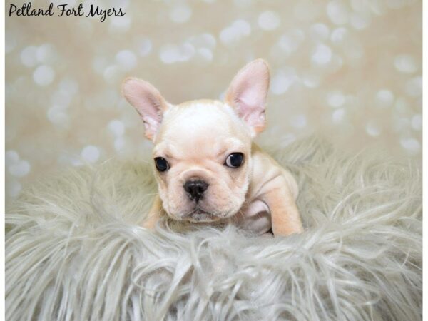 French Bulldog DOG Male Cream 19997 Petland Fort Myers, Florida