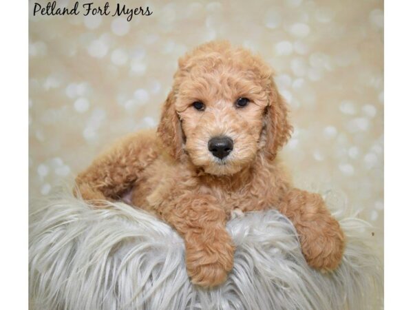 Goldendoodle 2nd Gen DOG Female Golden 19986 Petland Fort Myers, Florida