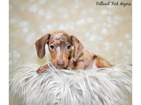 Dachshund DOG Male Chocolate Dapple 19980 Petland Fort Myers, Florida