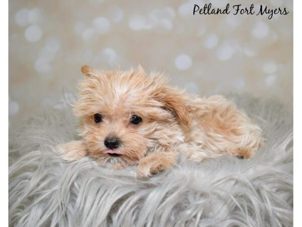 Maltipoo (Maltese/Poodle) DOG Female Red 19979 Petland Fort Myers, Florida