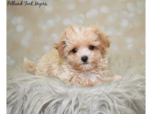 Maltipoo (Maltese/Poodle) DOG Male Red 19978 Petland Fort Myers, Florida